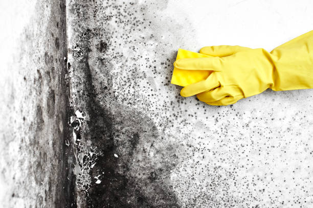 Best Mold Damage Repair  in Maeser, UT