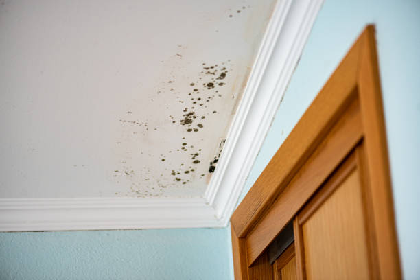 Best Local Mold Removal Service  in Maeser, UT