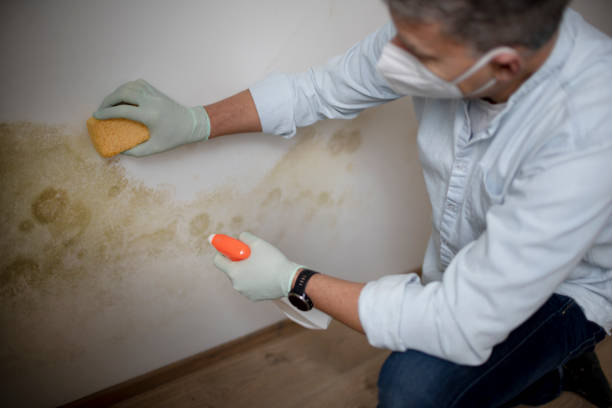 Best Mold Remediation  in Maeser, UT