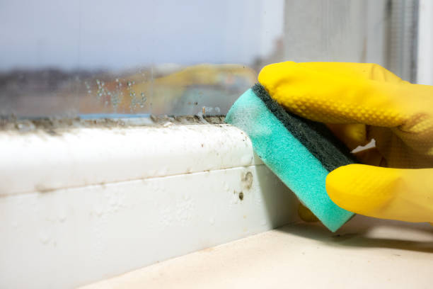 Best Professional Mold Removal  in Maeser, UT