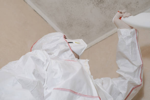Best Certified Mold Removal  in Maeser, UT